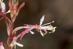 gaura